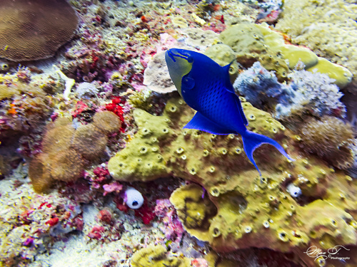 Underwater photo of a blue redtooth triggerfish (Odonus niger) swimming over a colorful coral reef at SD dive site, Nusa Penida, Bali, Indonesia