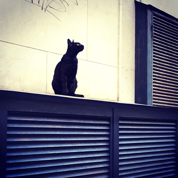 gatto nero, Alberta Dionisi,