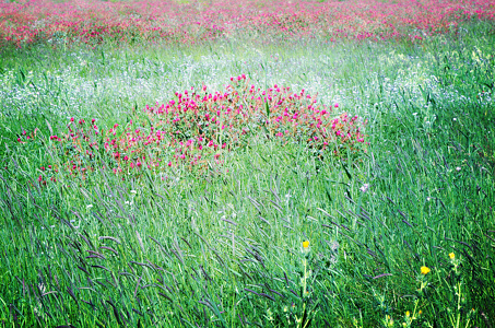 primavera, sulla, prato,  Alberta Dionisi,